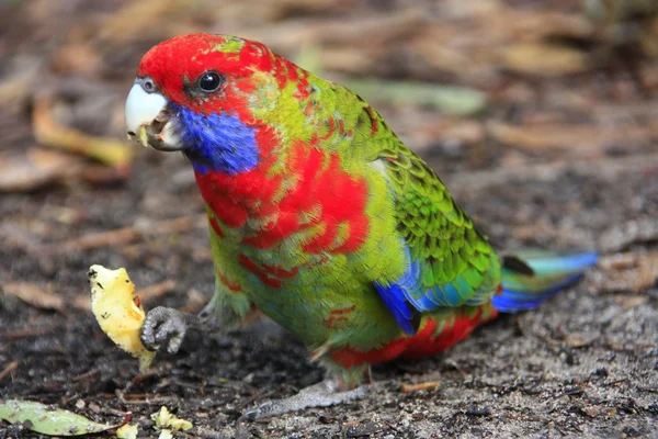 Lori arco iris, Currumbin, Australia — Foto de Stock