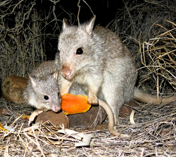 Langnasenpotoroo — Stockfoto