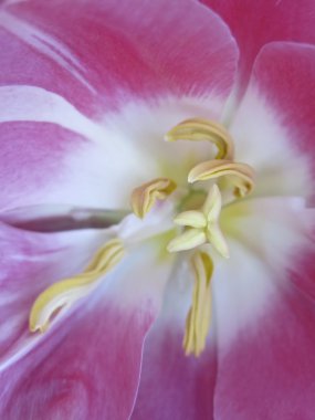 Lale çiçeği. Yakın plan.