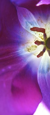 Lale çiçeği. Yakın plan.