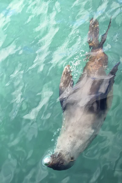 바다 사자 물개 — 스톡 사진
