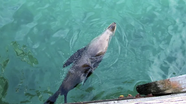 Seal oroszlánfóka — Stock Fotó