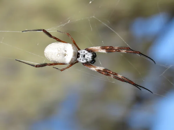 Banana Spider, Austrália — Fotografia de Stock