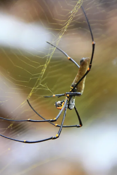 Banana Spider, Austrália — Fotografia de Stock