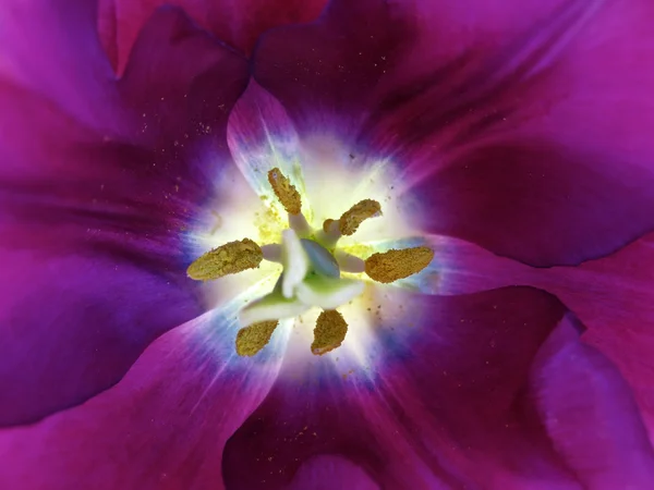 郁金香花特写 — 图库照片