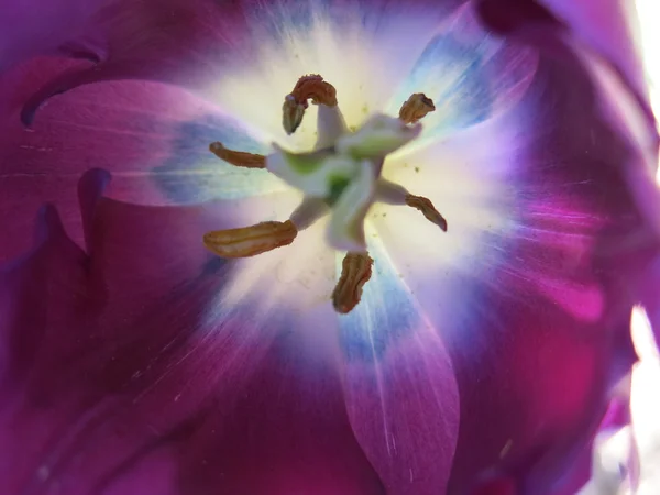 Tulipánvirág közelkép — Stock Fotó