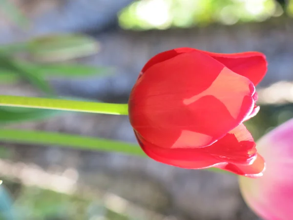 Primer plano de flor de tulipán — Foto de Stock