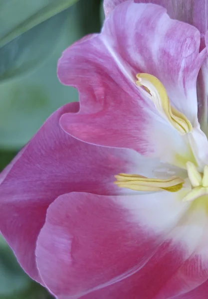 Tulip blossom close-up — Stock Photo, Image