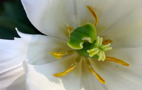 Tulpenblüten aus nächster Nähe — Stockfoto