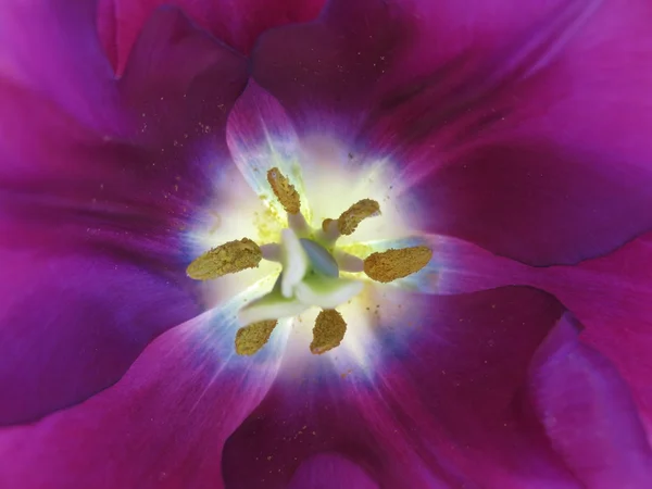 Tulipánvirág közelkép — Stock Fotó