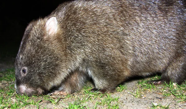 Victoria, Avustralya vahşi Wombat — Stok fotoğraf