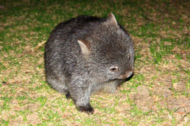 Victoria, Avustralya vahşi Wombat