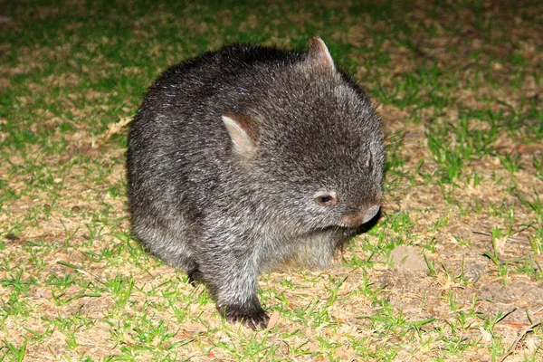 Wombat selvagem em Victoria, Austrália — Fotografia de Stock