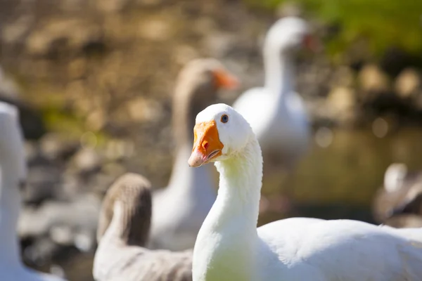 Geese grazing on pasture. Stock Picture