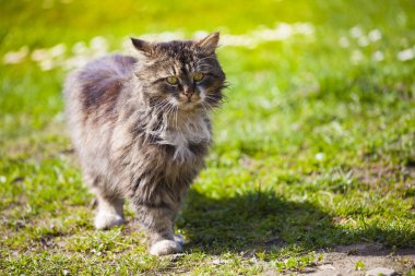 Sokak köpeği bir kişi için bekliyor.