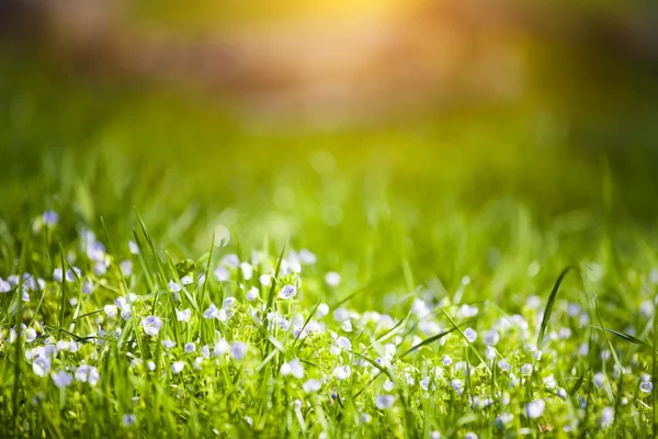 Hierba verde con flores blancas. — Foto de Stock