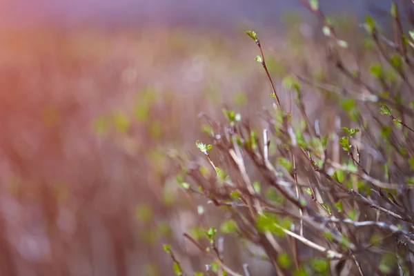 Grünes Gras mit weißen Blüten. — Stockfoto