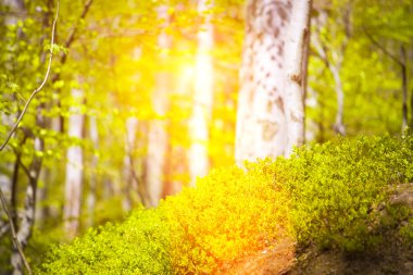 Yolun yeşil çalılar arasında.