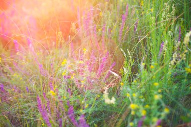 Yaban çiçekli tarla.