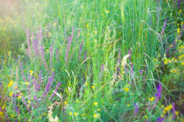 Yaban çiçekli tarla.