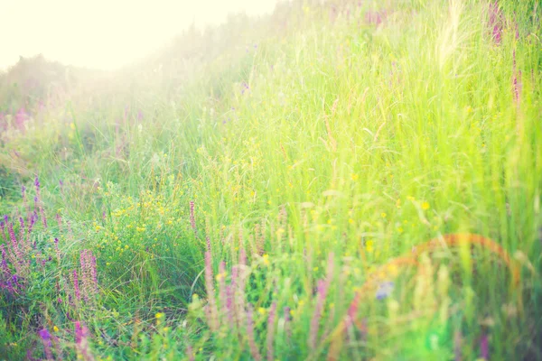 Campo con flores silvestres. — Foto de Stock