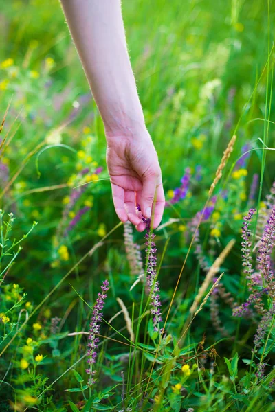 La mano toca la hierba . — Foto de Stock
