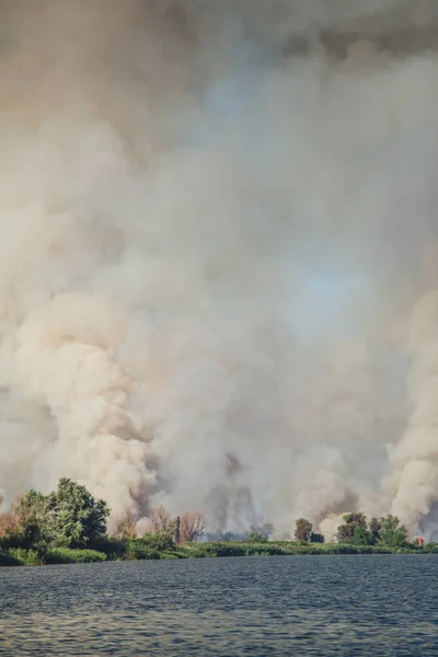 Большие Облака Дыма Лесные Пожары Стихийные Бедствия Лесные Пожары Экологическая — стоковое фото