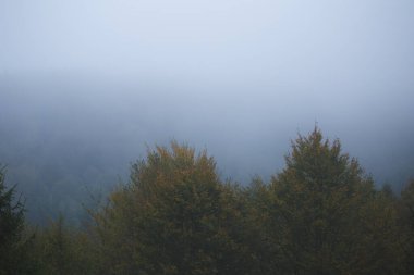 Ormanda sis, sonbahar yağmurunda dağ ormanı..