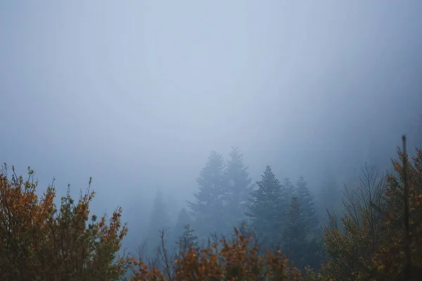 Niebla Bosque Bosque Montaña Durante Lluvia Otoño — Foto de Stock