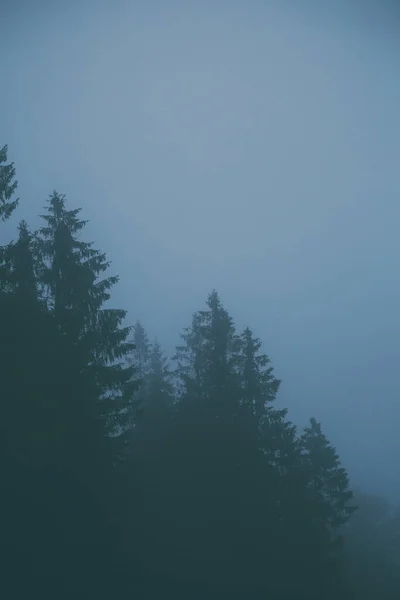 Fog Forest Mountain Forest Autumn Rain — Stock Photo, Image