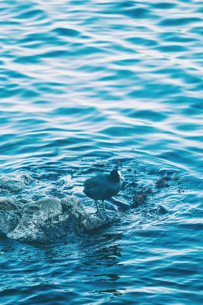 Водоплавающие Птицы Стоят Камне Чистят Перья Водяные Волны Вспышка Поверхности — стоковое фото