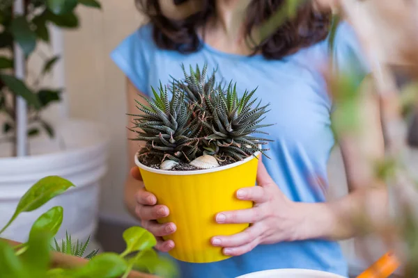 Una Mujer Sostiene Una Olla Suculenta Sus Manos Una Niña — Foto de Stock