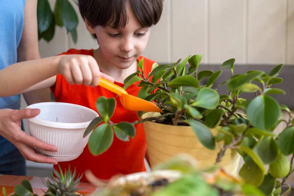 Boy helps mom to take care of house plants, child transplants flowers, woman teaches son to take care of plants, mother\'s day