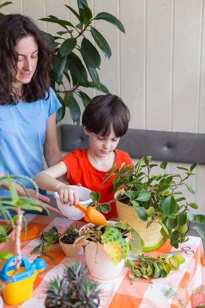 Boy helps mom to take care of house plants, child transplants flowers, woman teaches son to take care of plants, mother\'s day