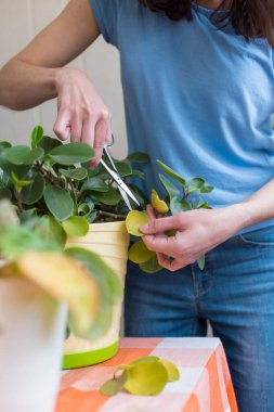 Bir kız ev bitkilerini budamakla meşgul, bir kadın sarı yaprakları kesiyor, bir kız ev bitkileriyle ilgileniyor, bir ev serası, saksı bitkisi.
