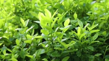 Bir dağ vadisinde yetişen yeşil bir çalılığın yaprakları, yeşil yaprakların arasından parlayan güneş ışığı.