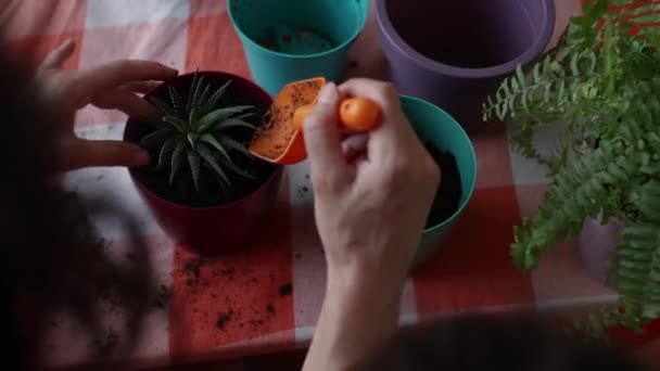 Woman Replanting House Plants New Pots Girl Takes Care Plants — Stock Video