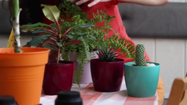 Chica Que Cuida Las Flores Interior Floristería Cuidando Flores Macetas — Vídeo de stock