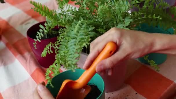 Mujer Replantando Plantas Casa Macetas Nuevas Niña Encarga Las Plantas — Vídeo de stock