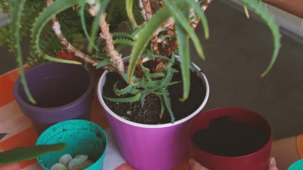 Mujer Replantando Plantas Casa Macetas Nuevas Niña Encarga Las Plantas — Vídeo de stock