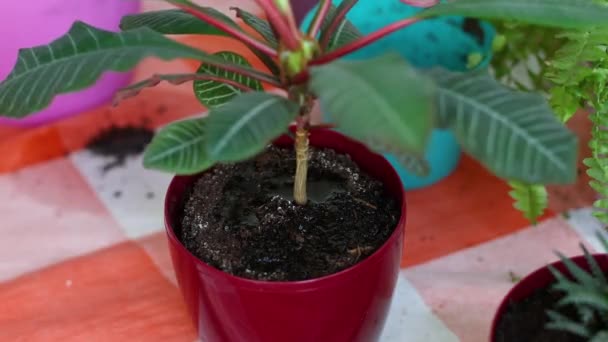 Suelo Seco Absorbe Agua Regar Las Plantas Casa Cuidado Las — Vídeo de stock