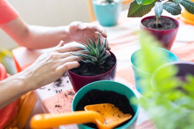 Kız evde yeni saksılarda çiçekleri yeniden dikiyor. Bitkiler ve çiçekler önemser. Çiçekçi.