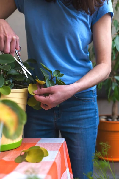 Uma Menina Está Envolvida Podar Plantas Casa Uma Mulher Está — Fotografia de Stock