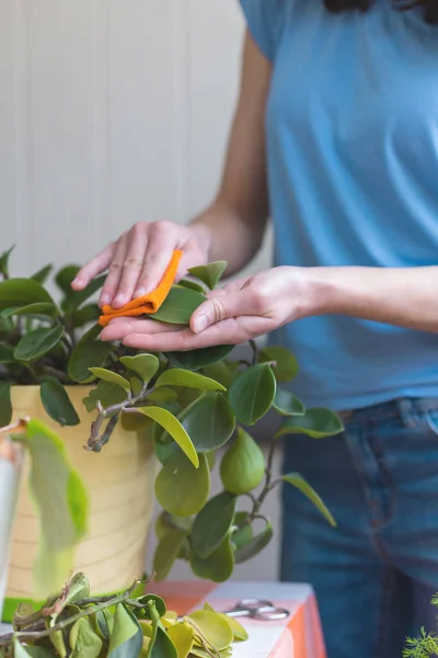Woman picks dust from leaves of house plants, girl caring for plants in pots, a home greenhouse