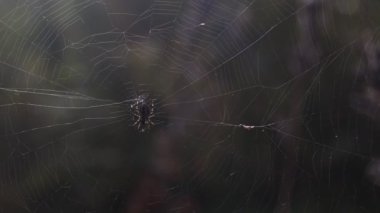 Örümcek ağda oturuyor.