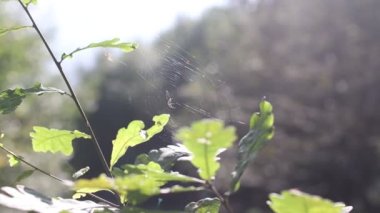 Örümcek ağda oturuyor.