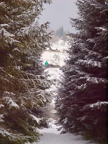 Zimowych górskich lasów. Zaśnieżonej drodze. — Zdjęcie stockowe