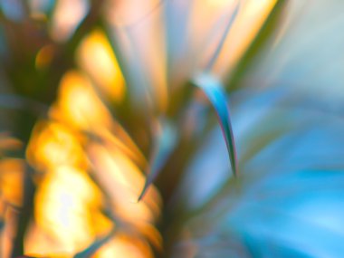 Güzel çiçek. Güzel Bokeh ışıklar soyut Backgrou