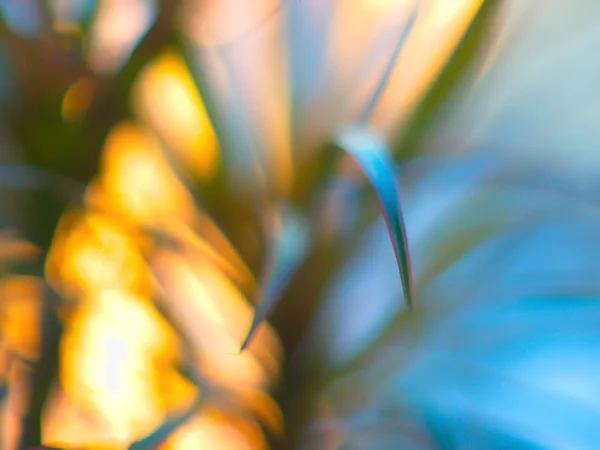 Hermosa flor bokeh. Hermosas luces de Bokeh Backgrou abstracto —  Fotos de Stock