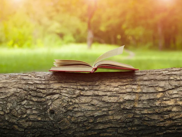 Книга на дереве . — стоковое фото